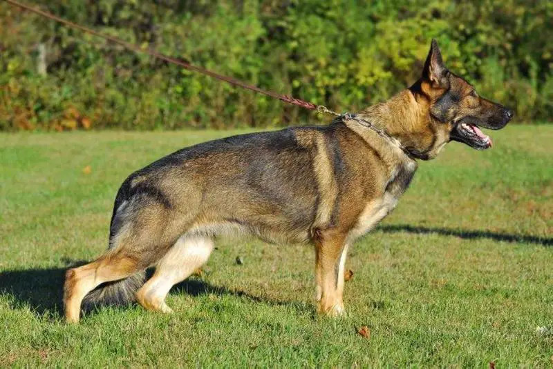 Photo of Aba FGDogs