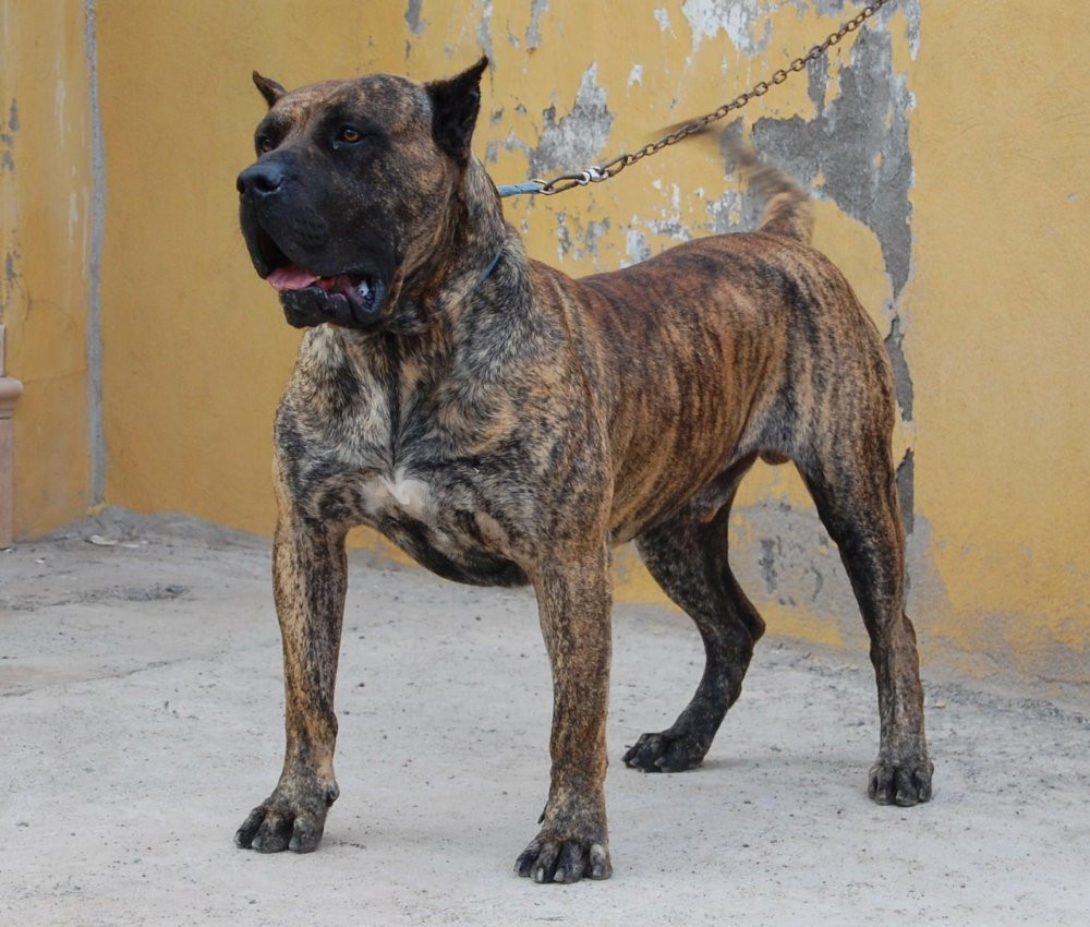 Photo of Guanche 1 De la Jacha