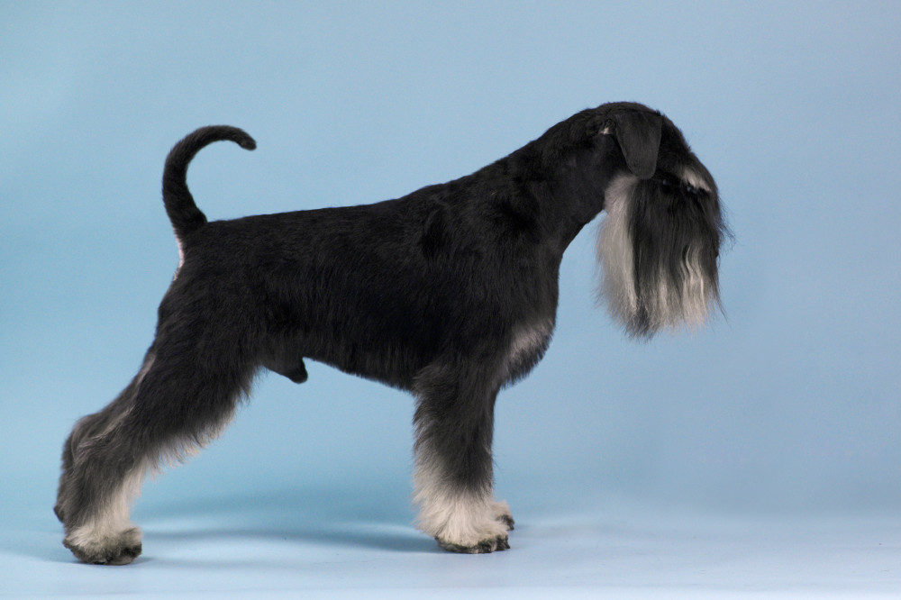 Photo of SILVER GRACE ANTICO AMORE