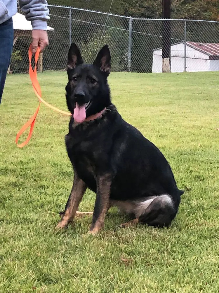 Photo of Sheba Rosette von Diamond