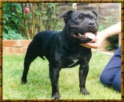 Photo of Timgold Mister Bad Guy