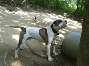 Photo of Sir Duke of A.S.