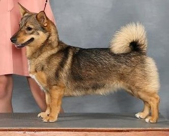 Photo of Minikota's Ruby Red