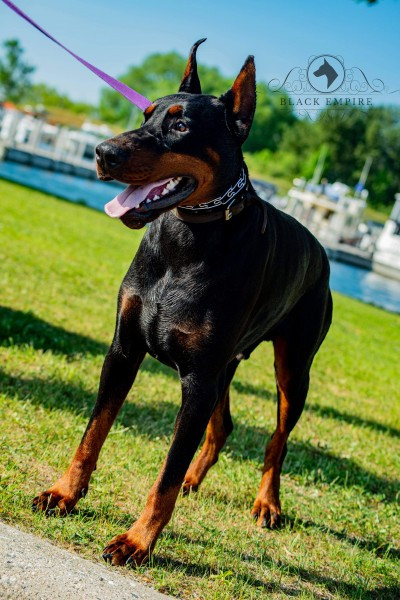 Photo of Sculptor's Dobermann Mercello