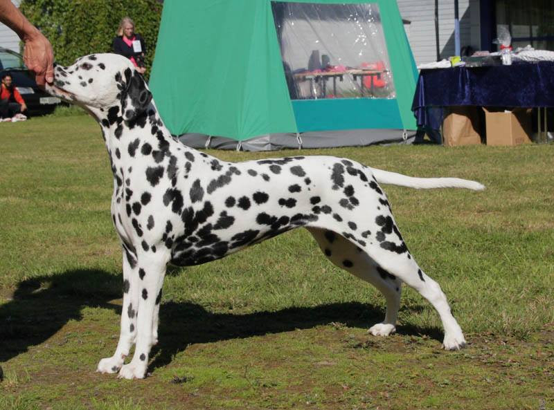 Photo of Dalming's Jukebox