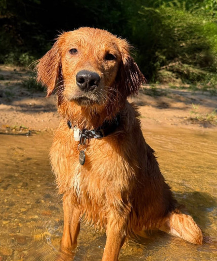 Photo of Revival's Aloha Bode