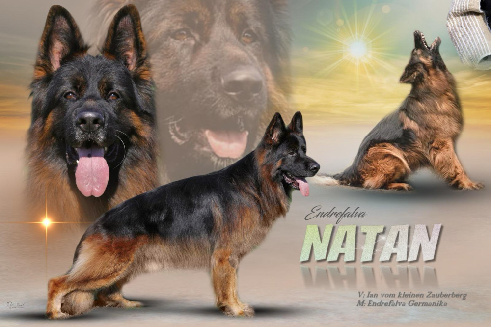 Photo of Endrefalva Natan