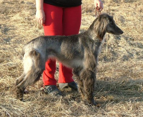 Photo of Abolla Dilarouz