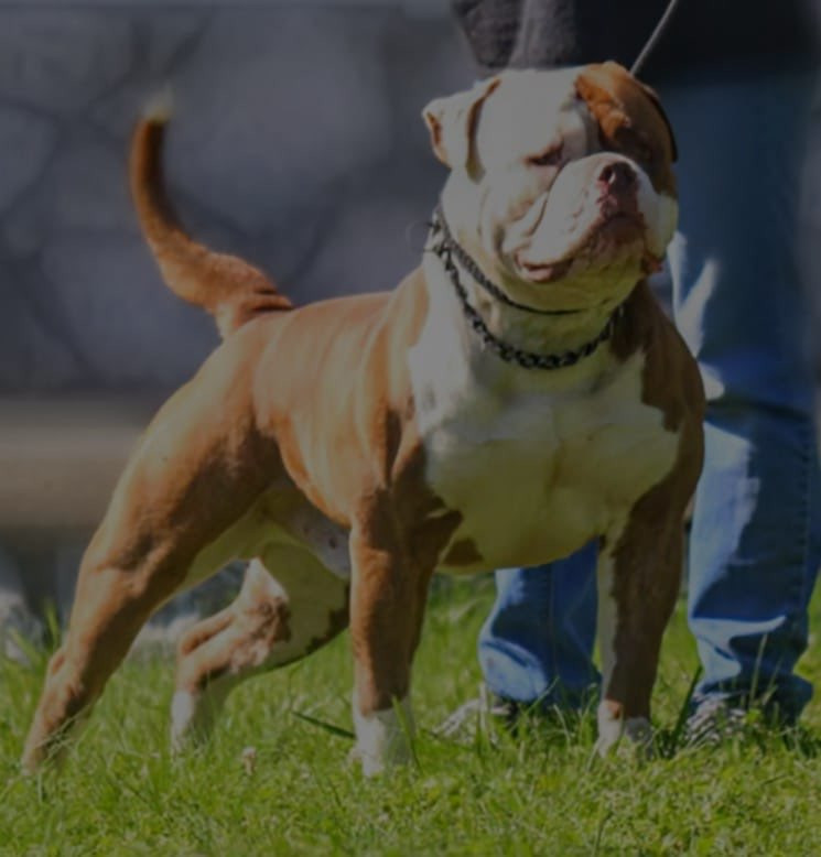 Photo of BullyBadass's Crenshaw