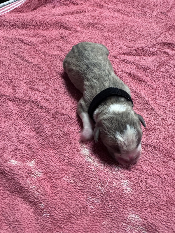 Photo of Kronos