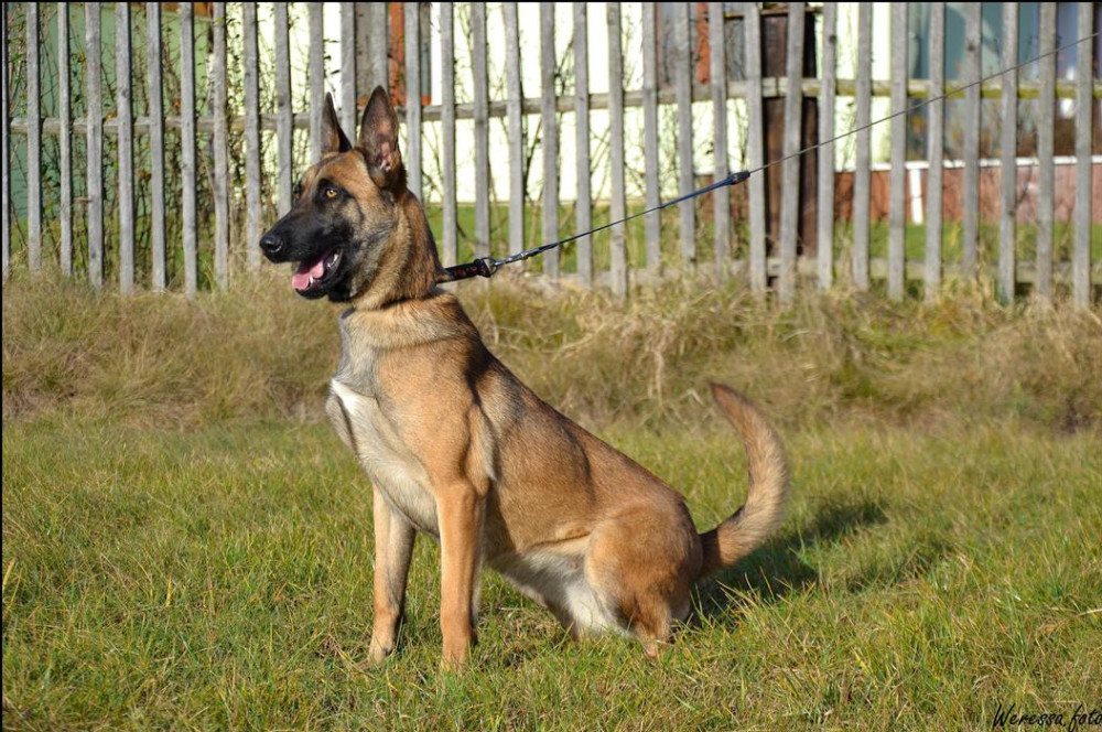 Photo of Laska laroja