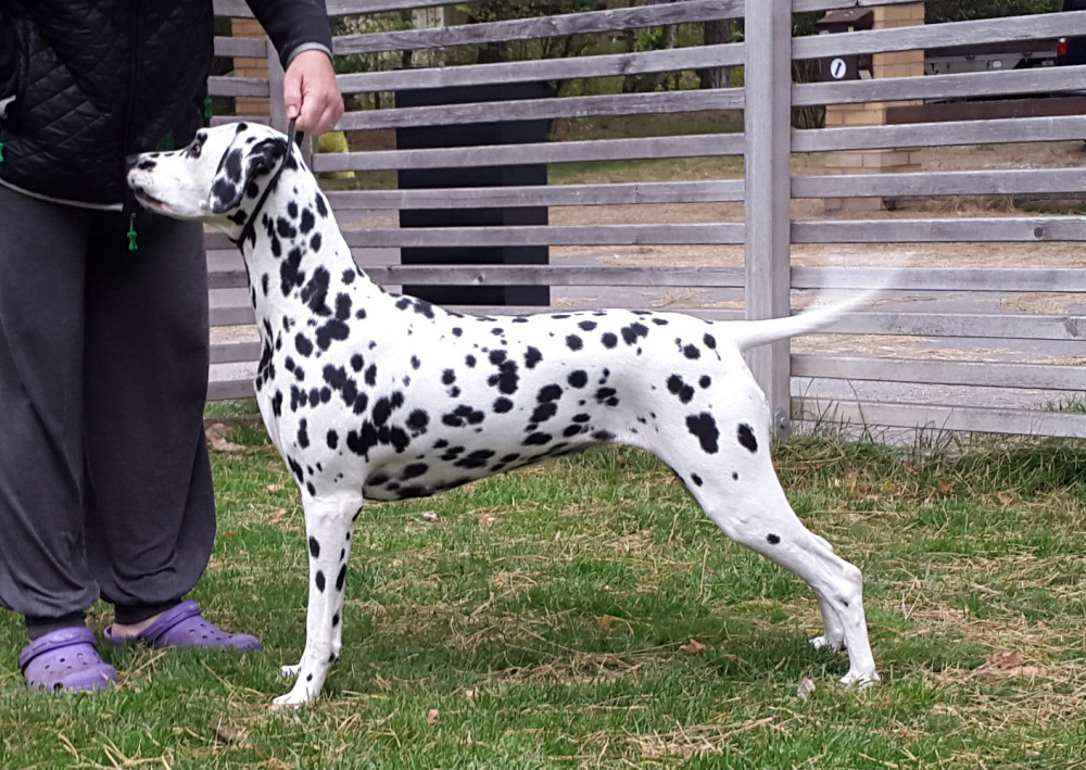 Photo of Dalspots Drama Queen