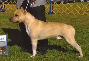 Photo of Ticker Tape the Contender
