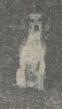 Photo of Kane (N61/5128)