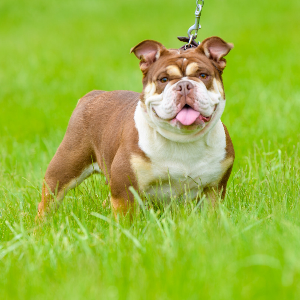 Photo of Cocoa George
