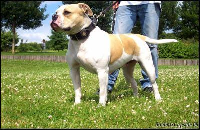 Photo of Caninedogproject Altesse Audace