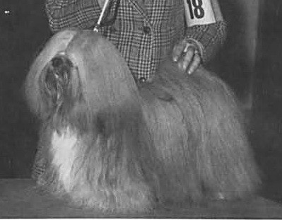 Photo of YETI’S PAPER TIGER