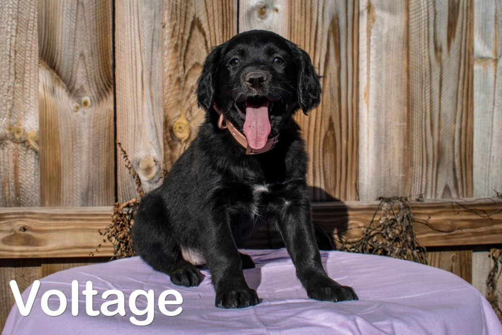 Photo of Turbo's High Voltage