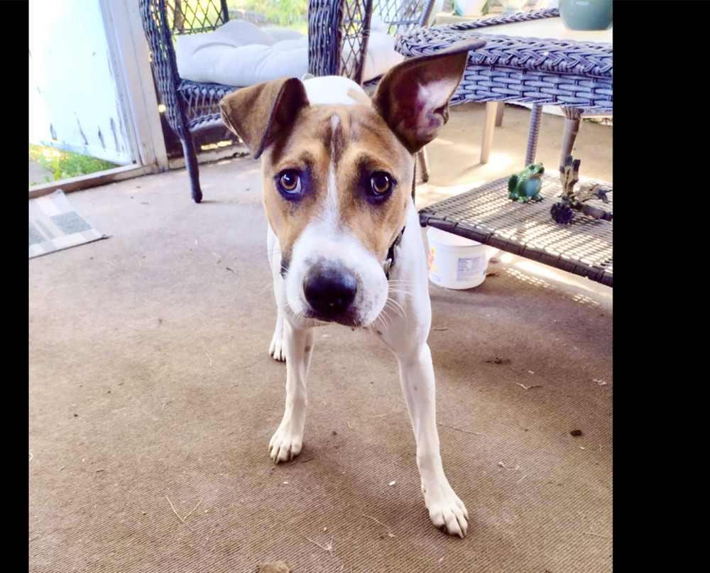 Photo of Dixie’s Briar