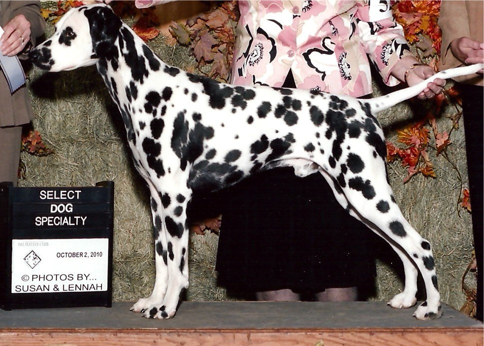 muddy pawz dalmatians