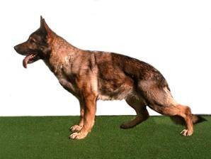 Photo of Cessy vom Albert-Leo Schlageter