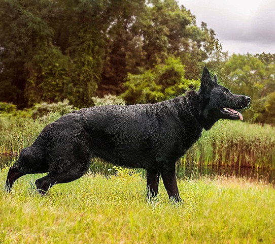 Photo of Amaya vom Wolfdame