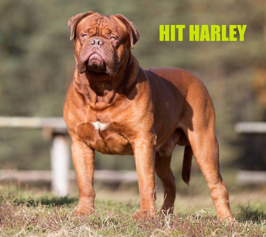 Photo of Hit Harley