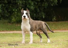 Photo of Amstaff Apus Star Terrier
