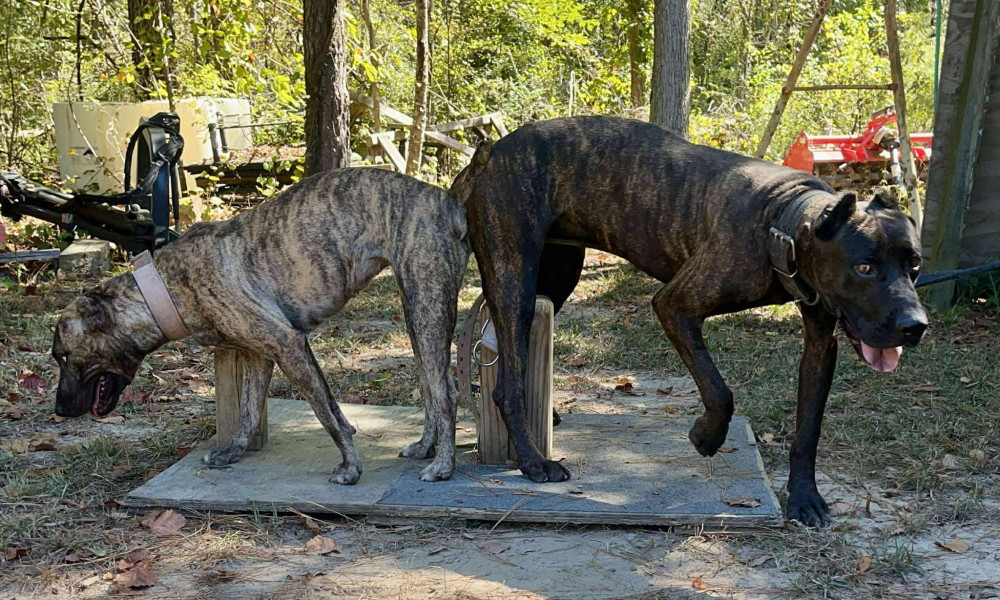 Photo of Bumper x Dolly