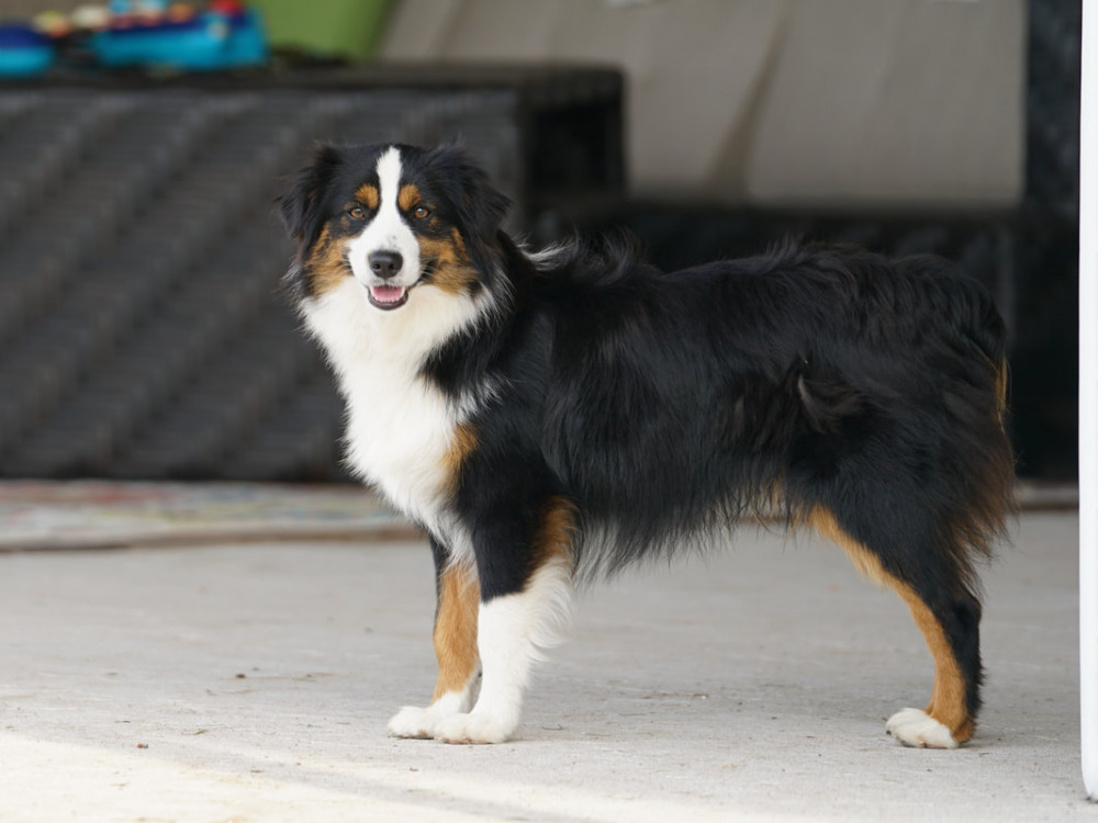 Photo of Brats Super Bark Bolt