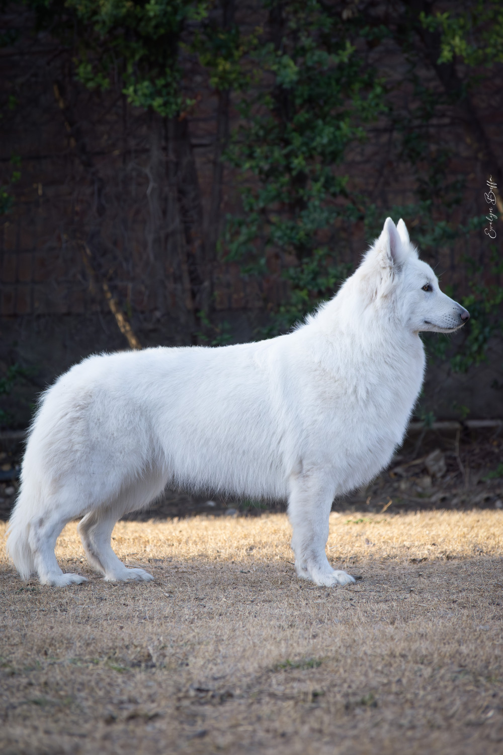 Photo of Nirvana Zeichen von Wolf