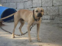 K-KENNEL'S SASKE