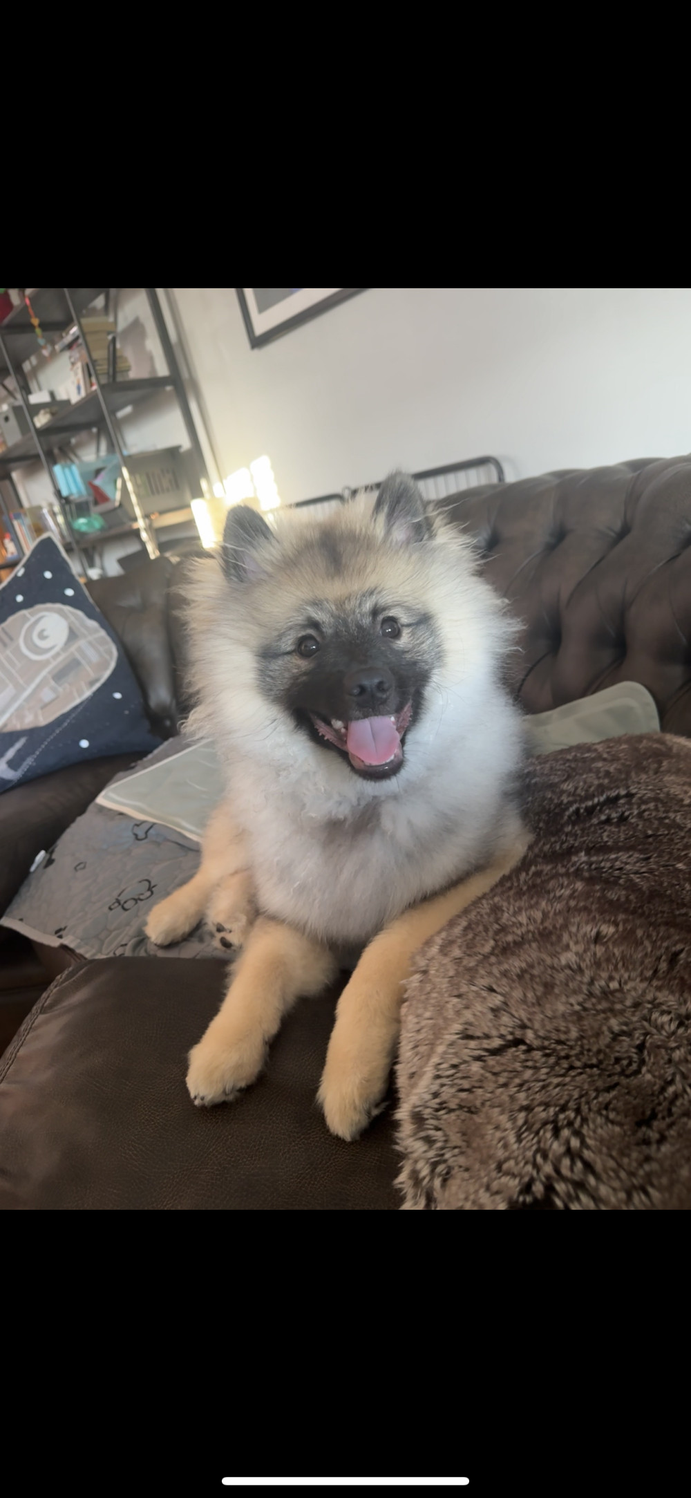 Photo of Juniper Moon (Luna)