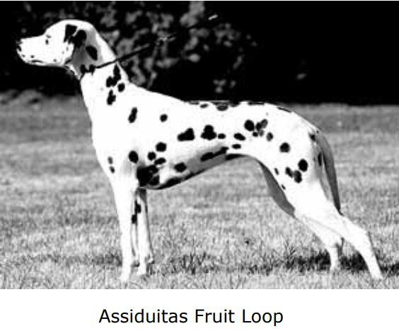 Photo of Assiduitas Fruit Loop