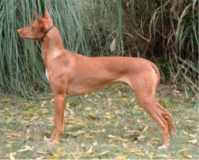 bija pharaoh hounds