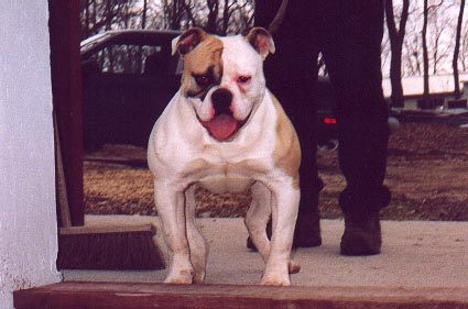 Photo of cherry bomb II