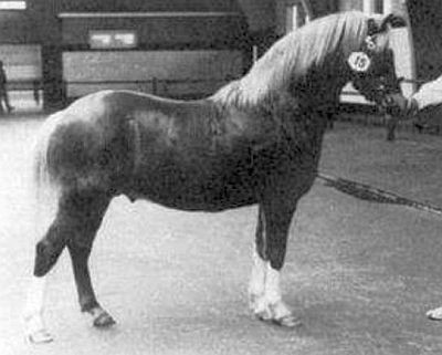 Photo of TWYFORD PEPPER (II)